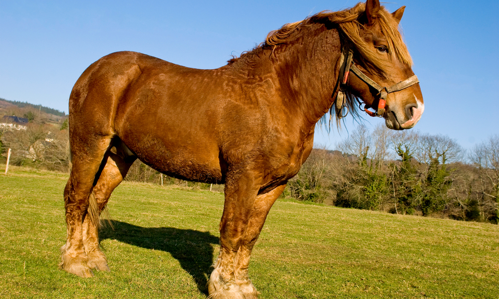 Breton Horse Breed Info & Facts