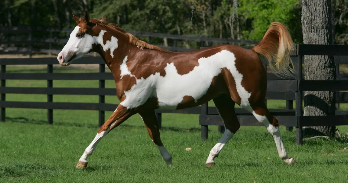 American Paint Horse Breed Info & Facts