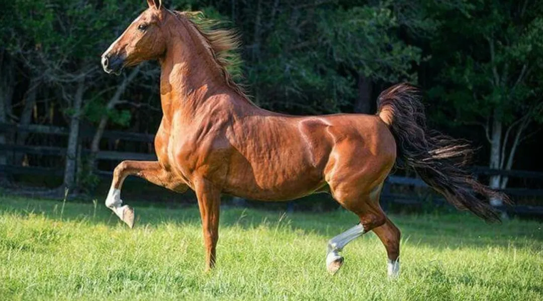 American Saddlebred Horse Breed Info And Facts