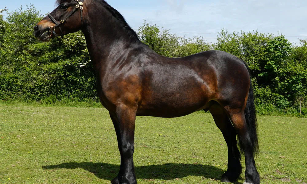 Welsh Pony Breed Info & Facts