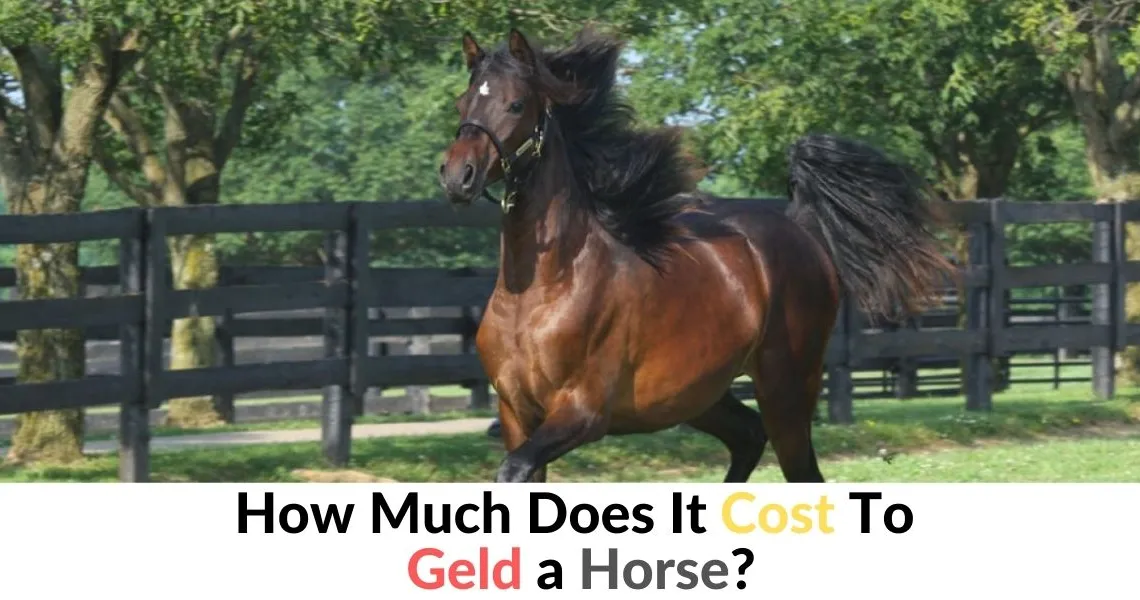 how much does it cost to geld a horse